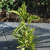 Solanum muricatum